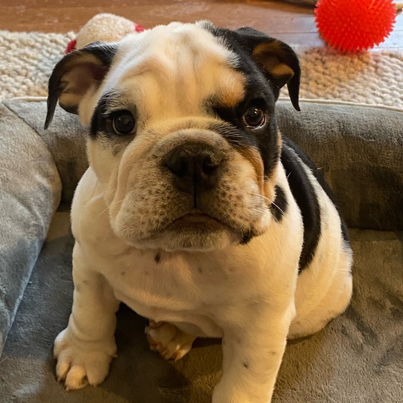 Meet your Posher, Amy. - Picture 3 of 8